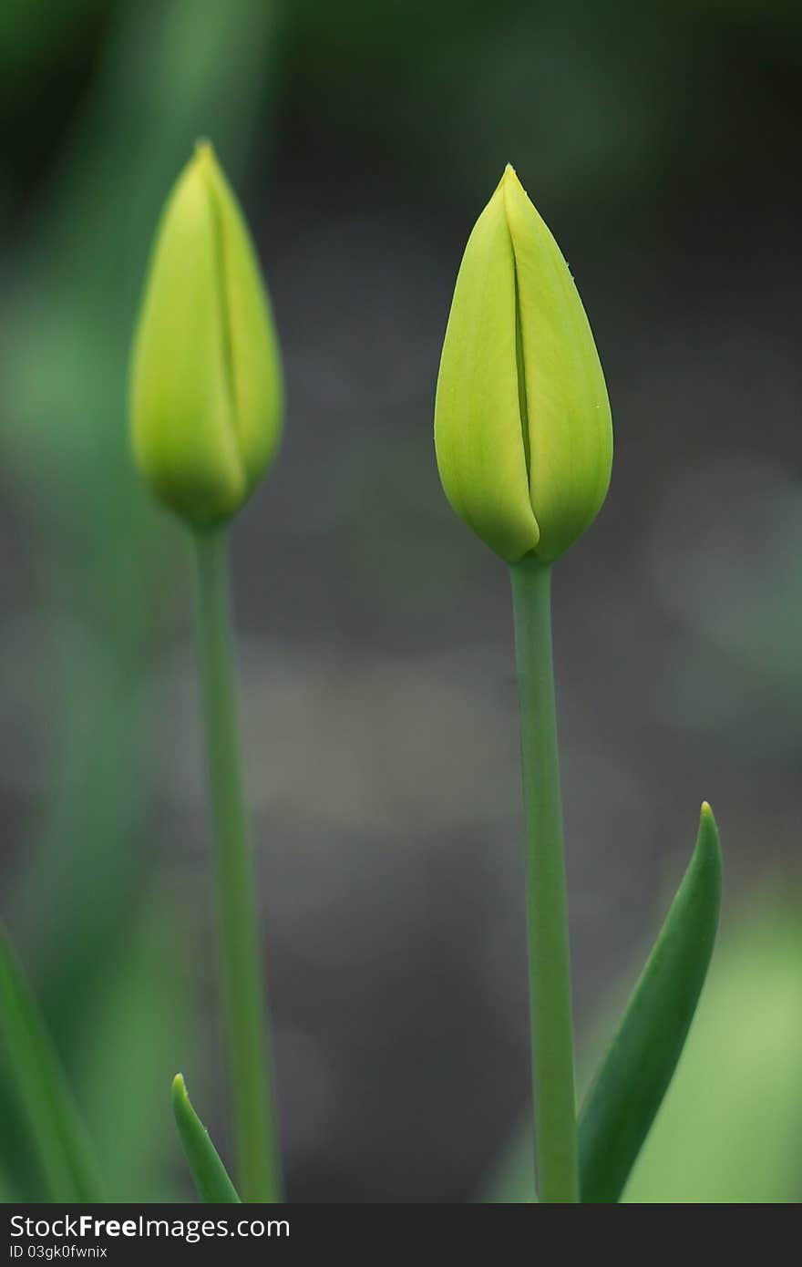 Two tulips, close up, Green