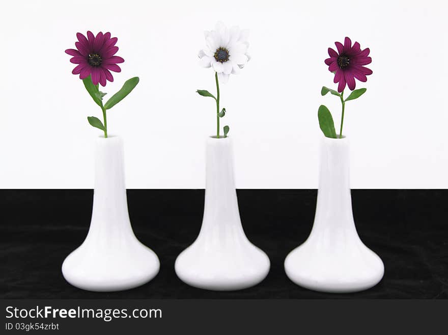 White vases with daisy flowers