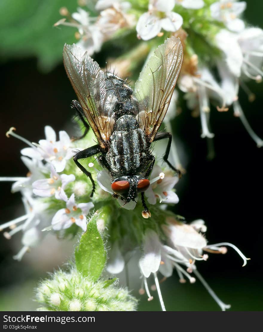 Fly on green sheet