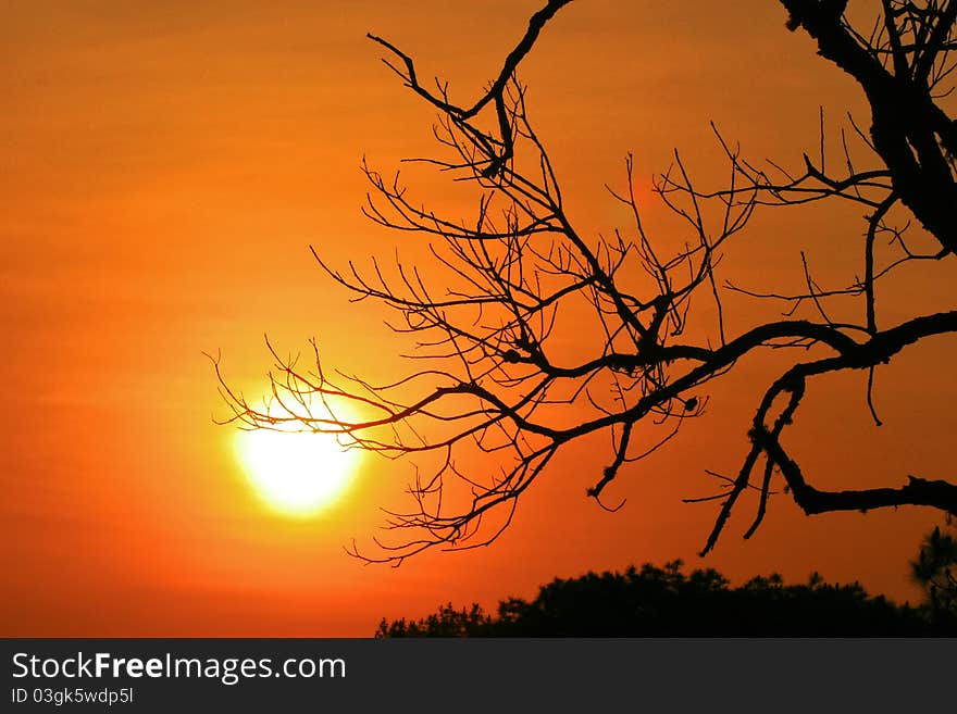 Branch In The Dark