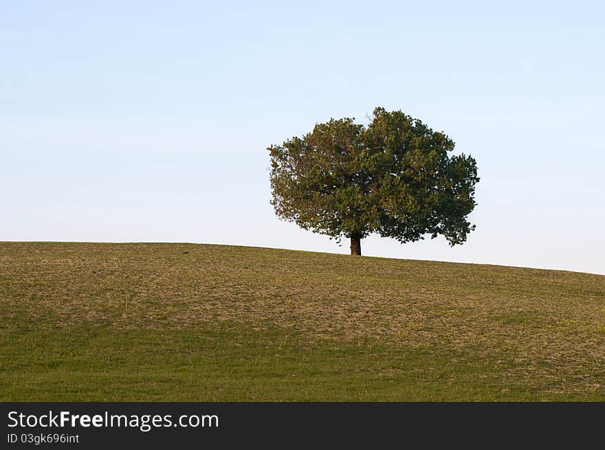 Lonely tree on a hill in Tuscany, Italy