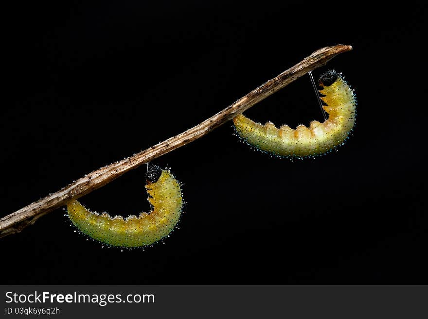 Life cycle of caterpillar before butterfly