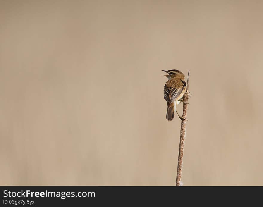 Sedge warbier