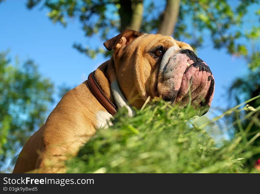 Cute English Bulldog on green grass