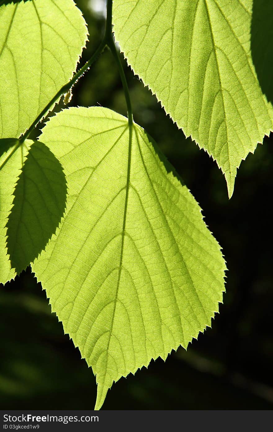 Tilia leaves