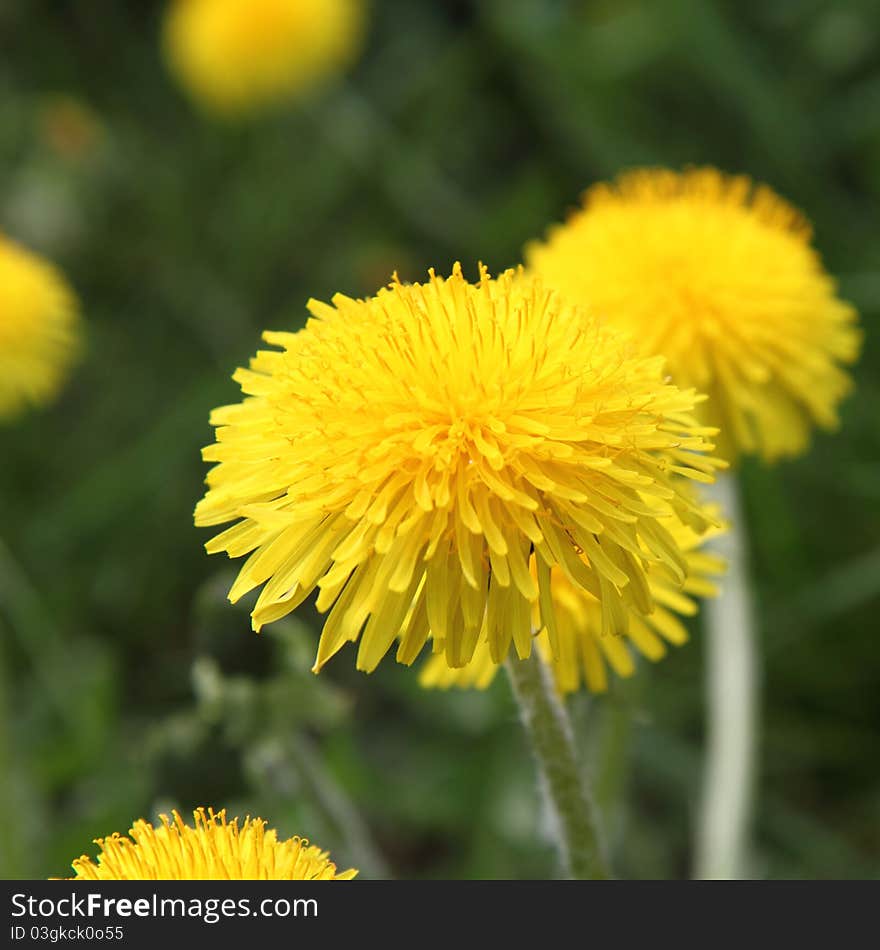 Dandelion flowers blooming in close up