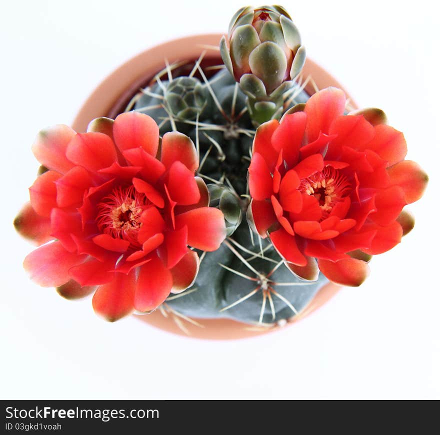 Blooming cactus plant