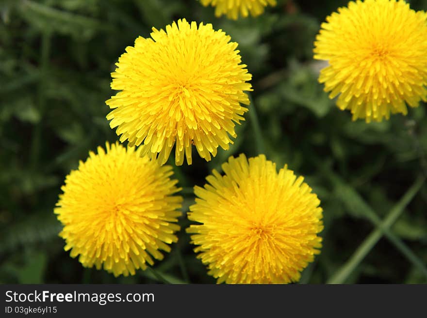 Dandelion flowers blooming in close up. Dandelion flowers blooming in close up