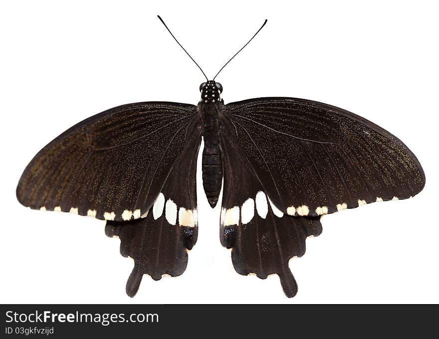 Papilio polytes &x28;male&x29