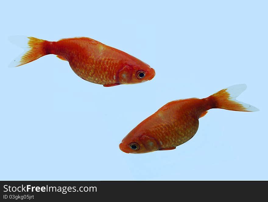 Couple of goldfish