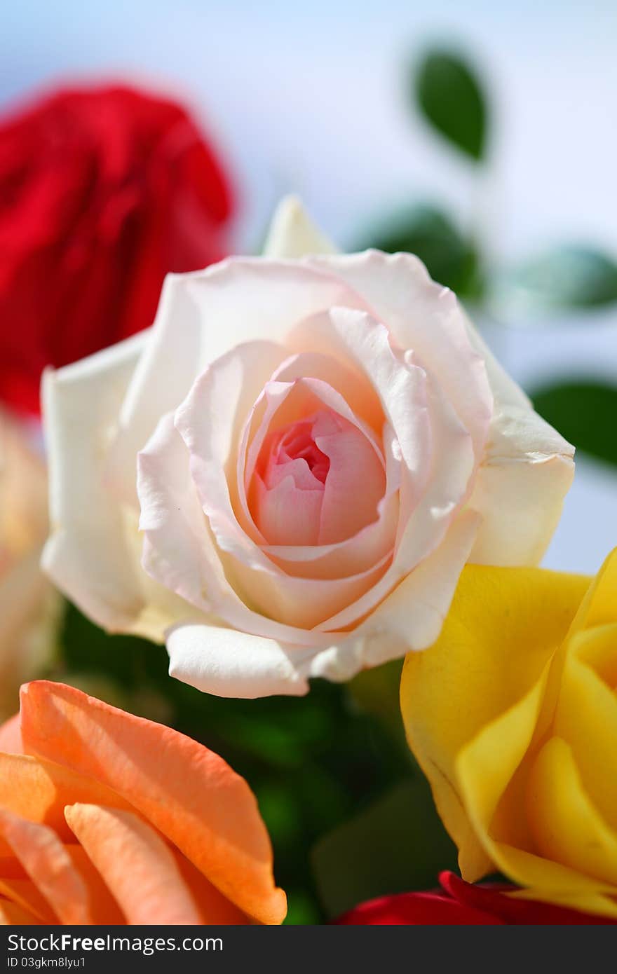 Pink Rose Closeup