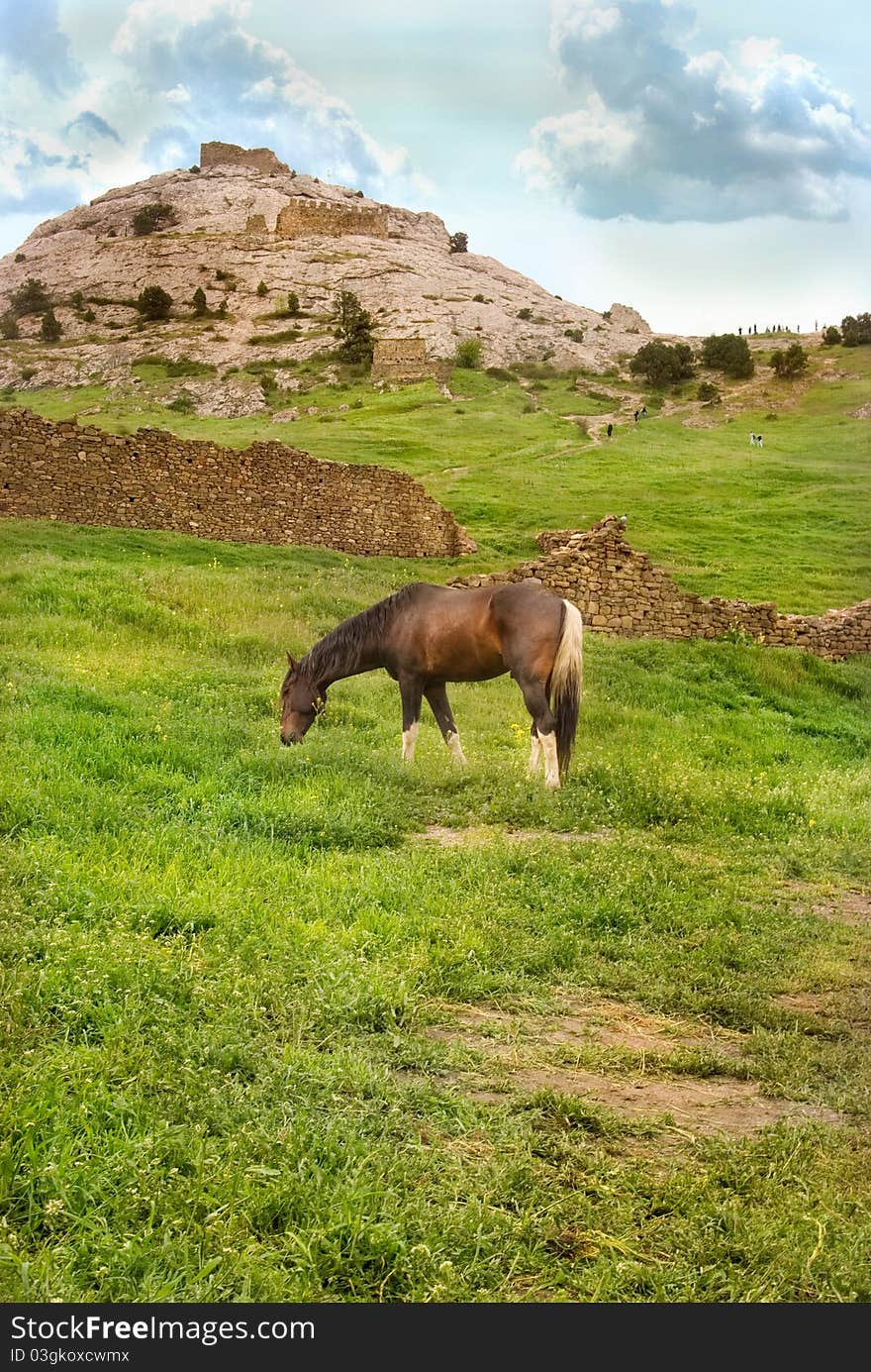 Horse on a summer pasture. Horse on a summer pasture