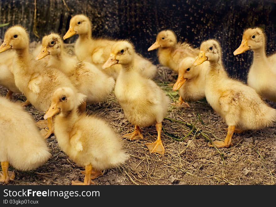 Image of an adorable baby duck. Image of an adorable baby duck