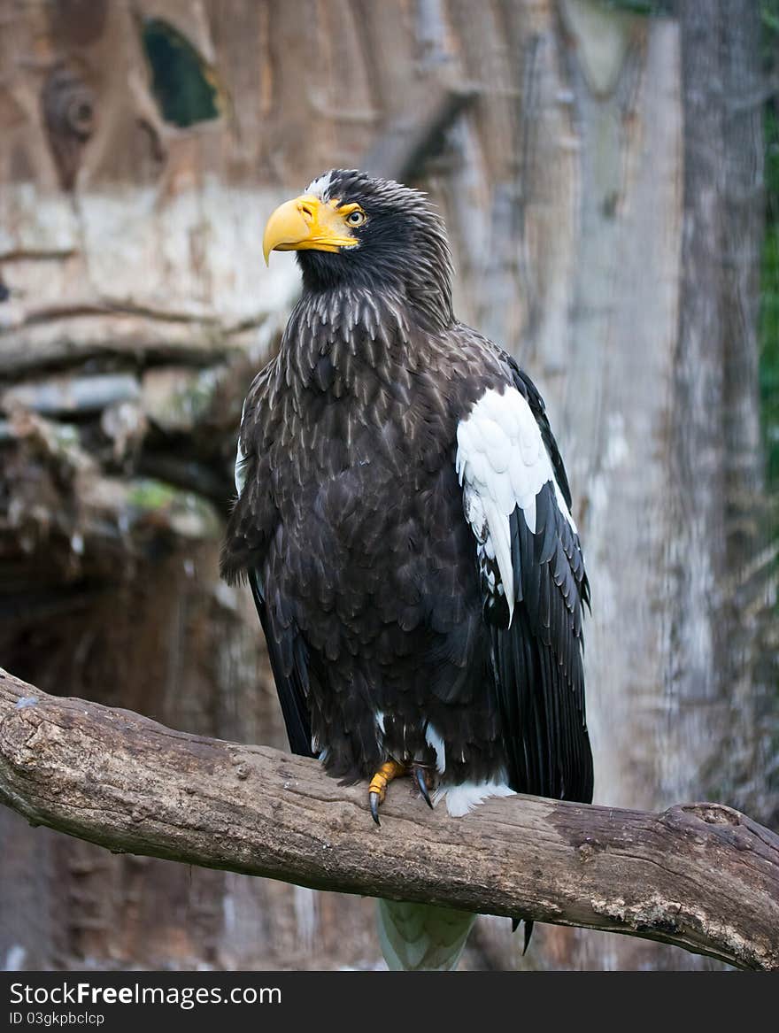 Majestic eagle perched on a branch