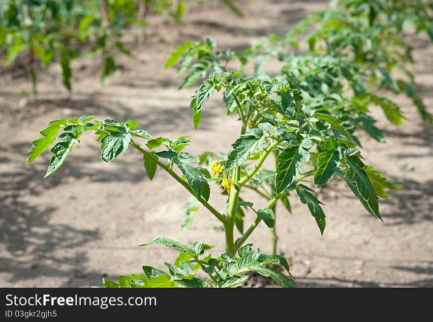 Tomato seedling growing on the vegetable bed