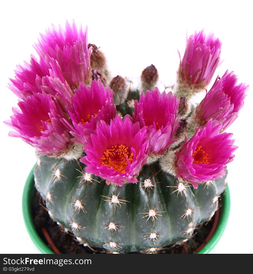 Cactus plant blooming