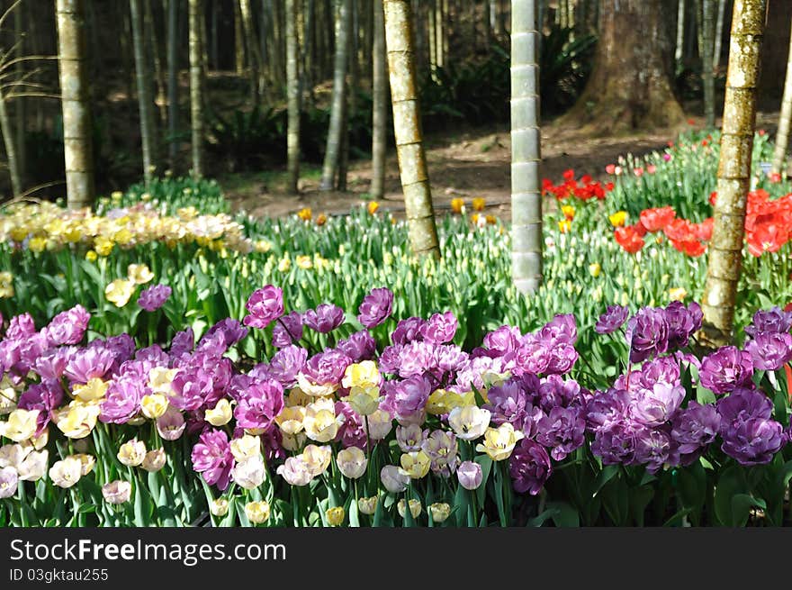 Tulips at the bamboo forest