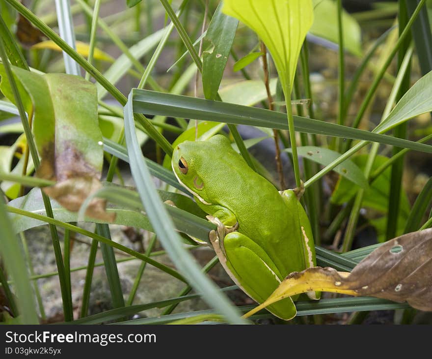 Green Tree Frog in Port Douglas, Queensland, Australia. Green Tree Frog in Port Douglas, Queensland, Australia