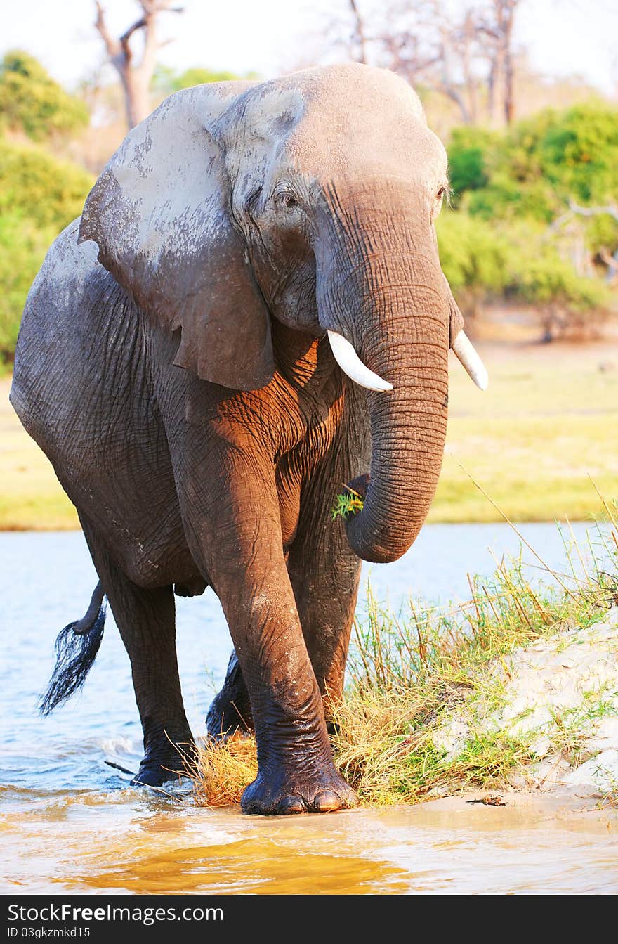 Large African elephants (Loxodonta Africana) walking in the river in Botswana. Large African elephants (Loxodonta Africana) walking in the river in Botswana