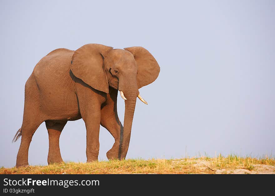 Large African elephants (Loxodonta Africana) standing in savanna in Botswana. Large African elephants (Loxodonta Africana) standing in savanna in Botswana