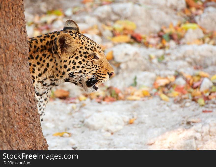 Leopard (Panthera pardus) hunting in nature reserve in Botswana. Leopard (Panthera pardus) hunting in nature reserve in Botswana