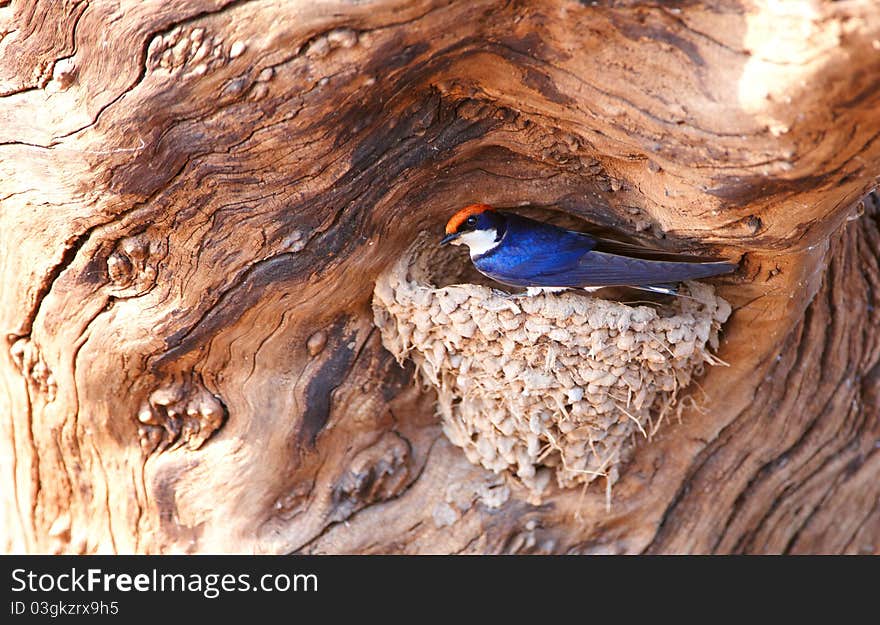 Wire-tailed Swallow (Hirundo smithii) sitting in its nest in Botswana