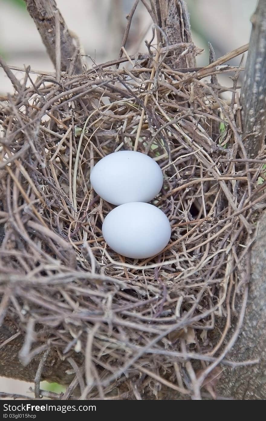 Bird net and egg on the tree