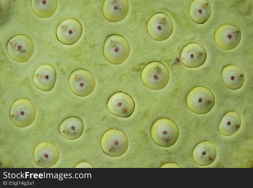 Lotus seeds texture background view