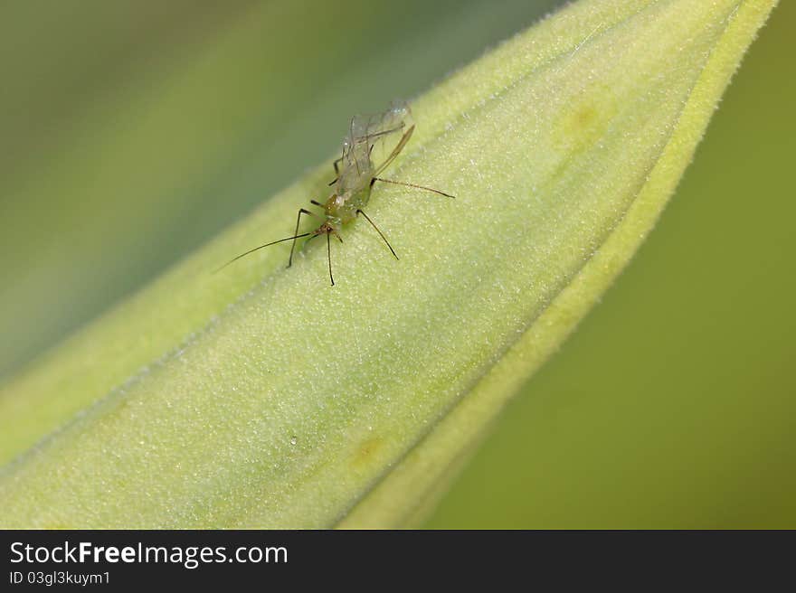 Close up shot of tiny mosquito on green leaf