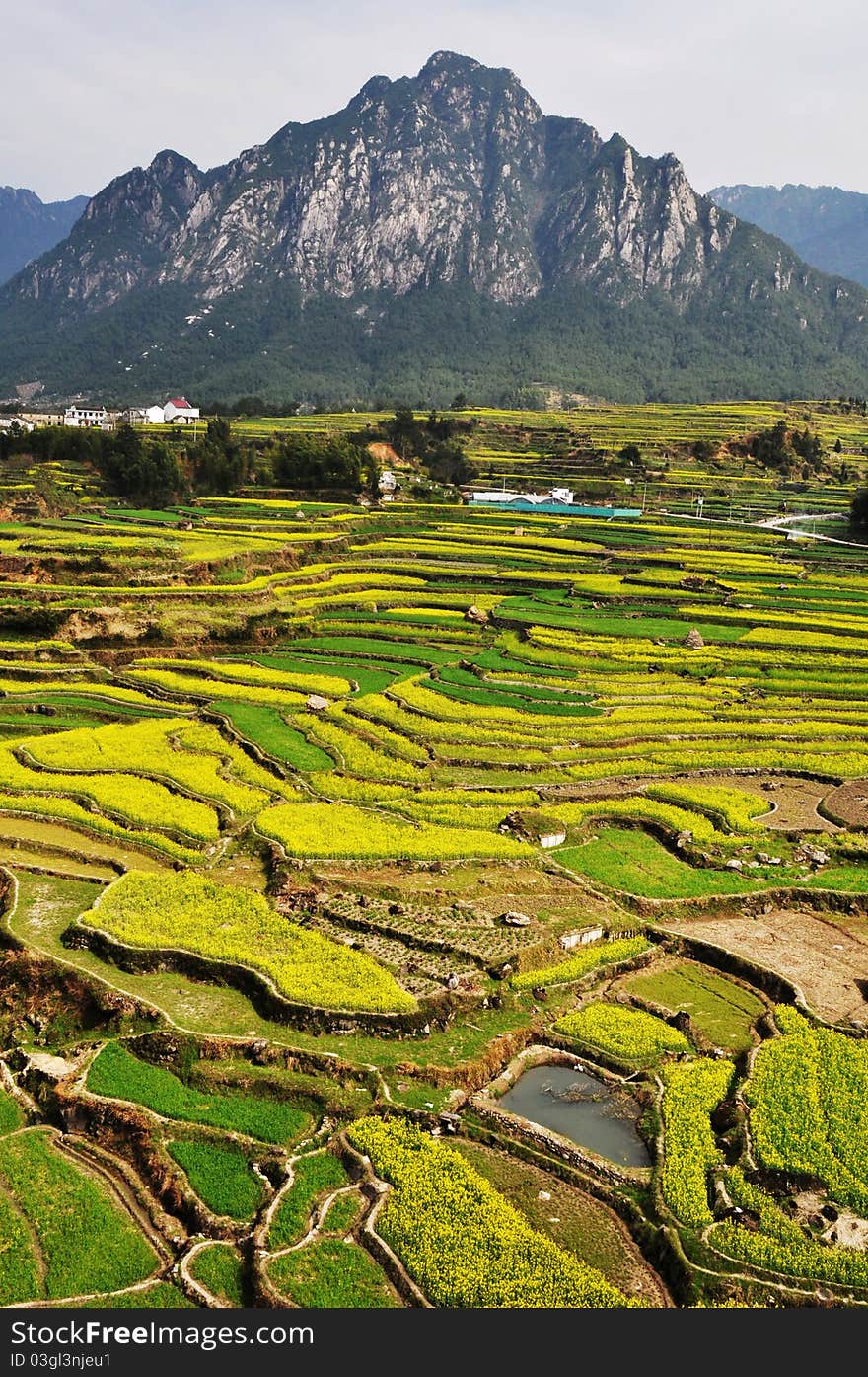 Landscape of blooming rapeseed fields at the foot of the mountains in the spring. Landscape of blooming rapeseed fields at the foot of the mountains in the spring