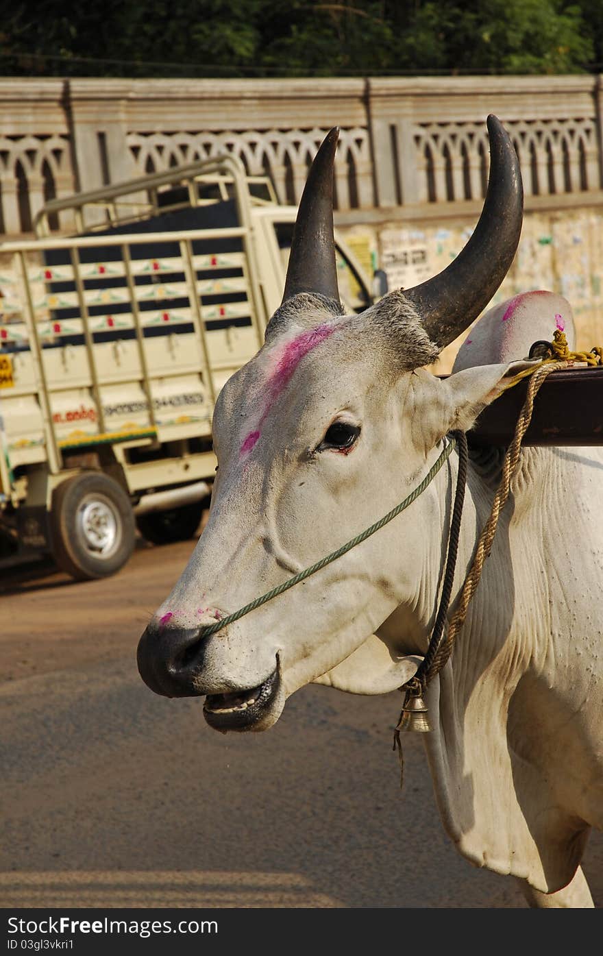 The Indian holy cow, or in this case a bullock is nicely decorated as a sign of respect from the owner