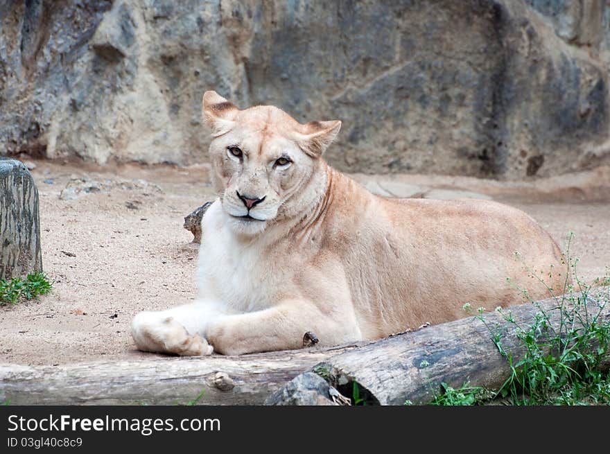 An African female lion cat in a relaxed pose, looking straight into the camera.