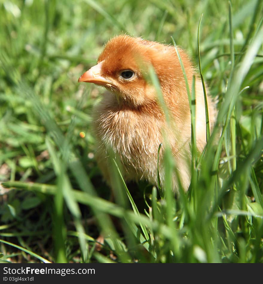 Brown baby chicken on grass