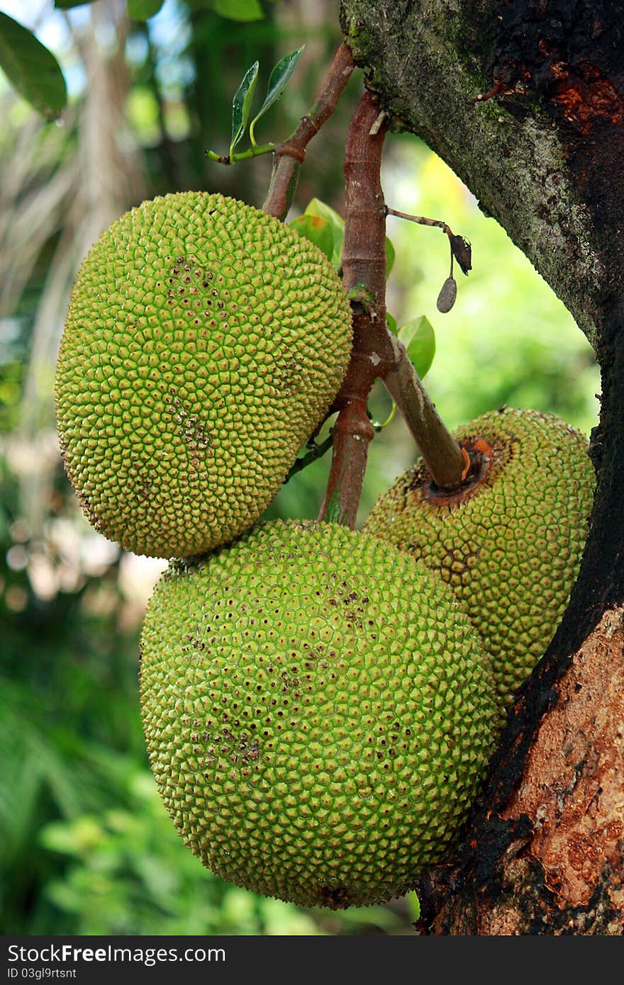 Jackfruit