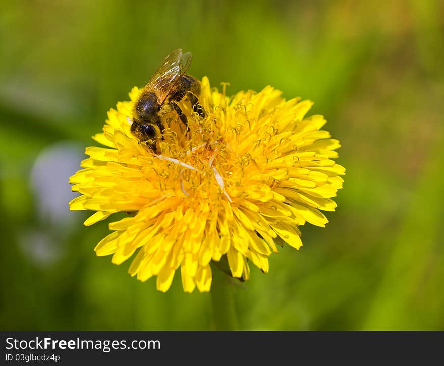 Bee on a dandelion flower. Bee on a dandelion flower