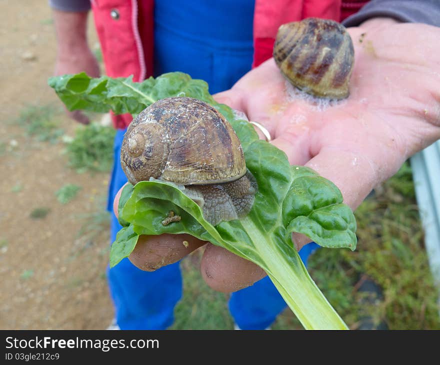 Snails on a palm of a farmer