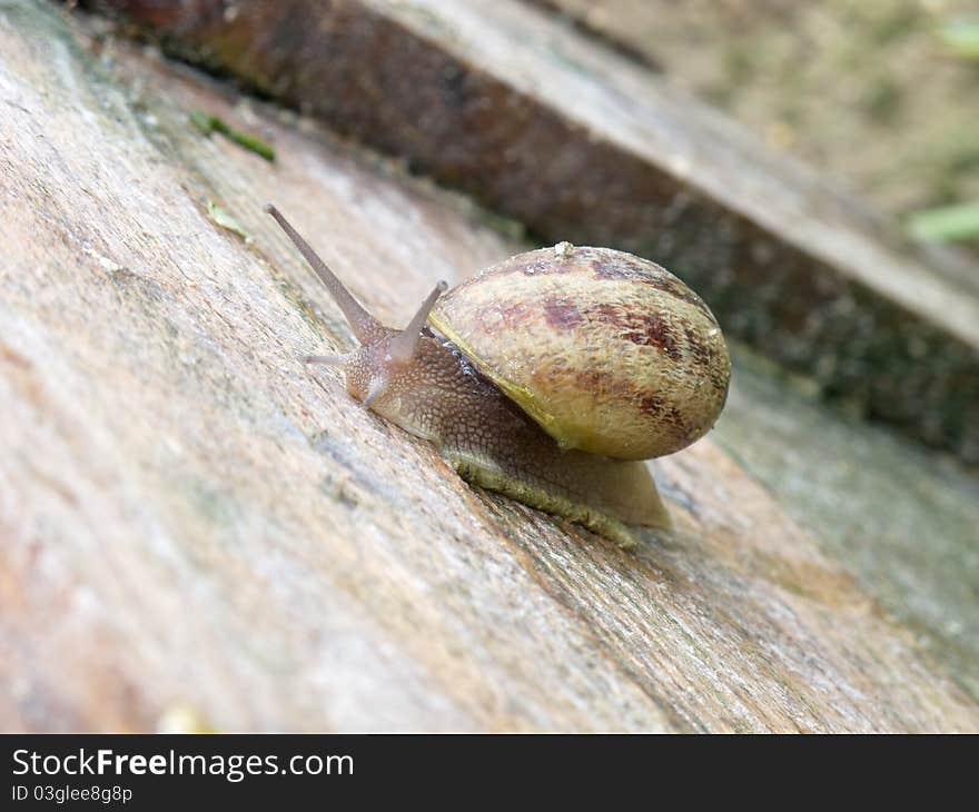 Snail on a plank of wood in a snail farm in Greece. Snail on a plank of wood in a snail farm in Greece