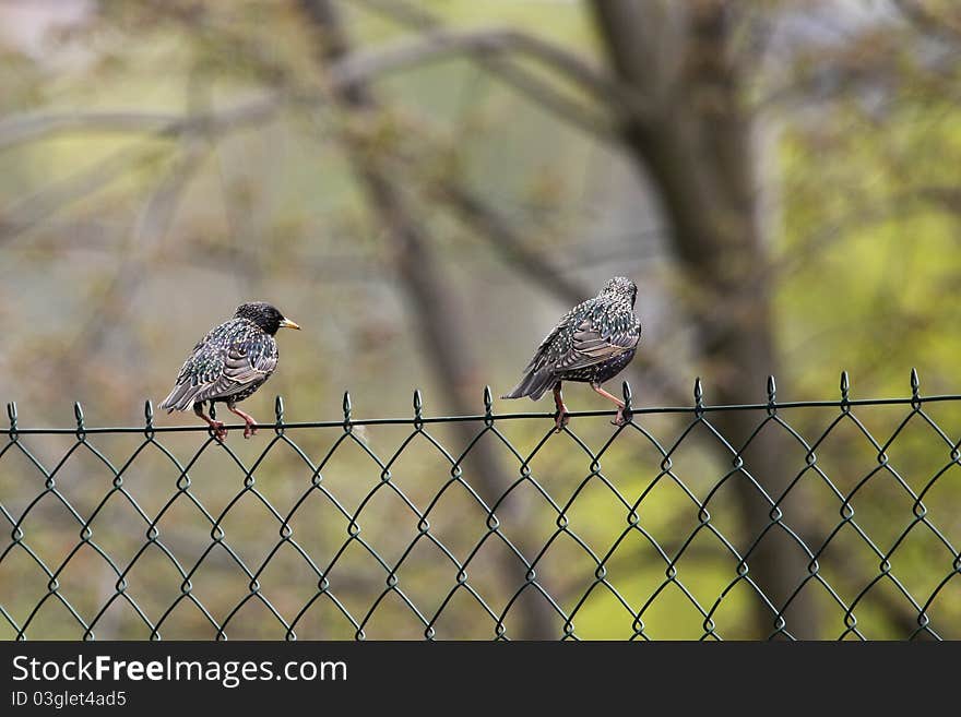 Starlings on the fence