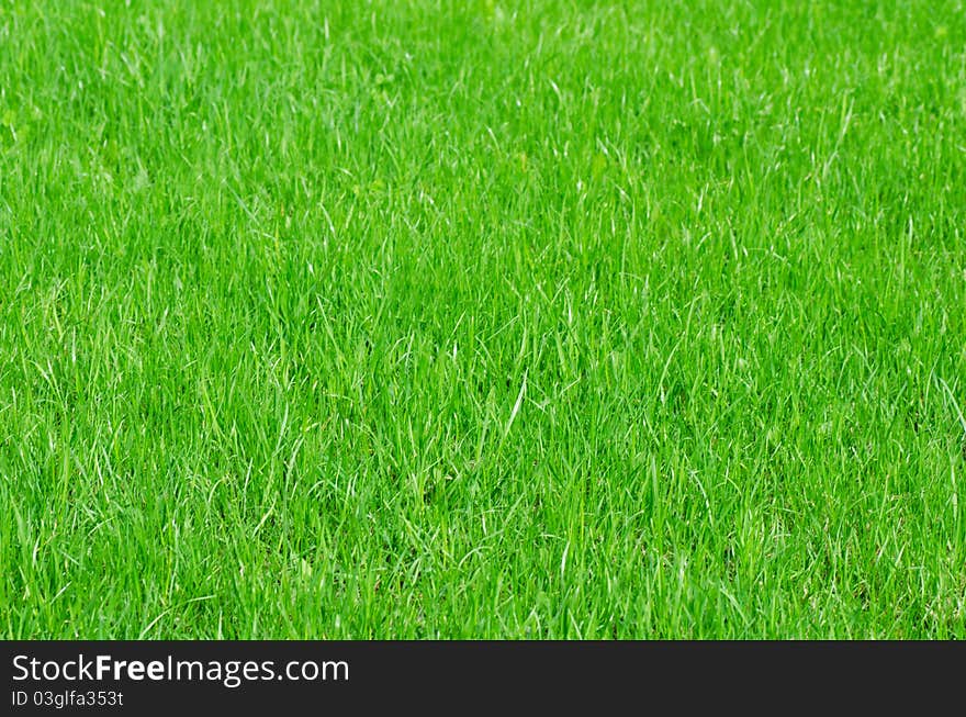 The fresh green grass as a background