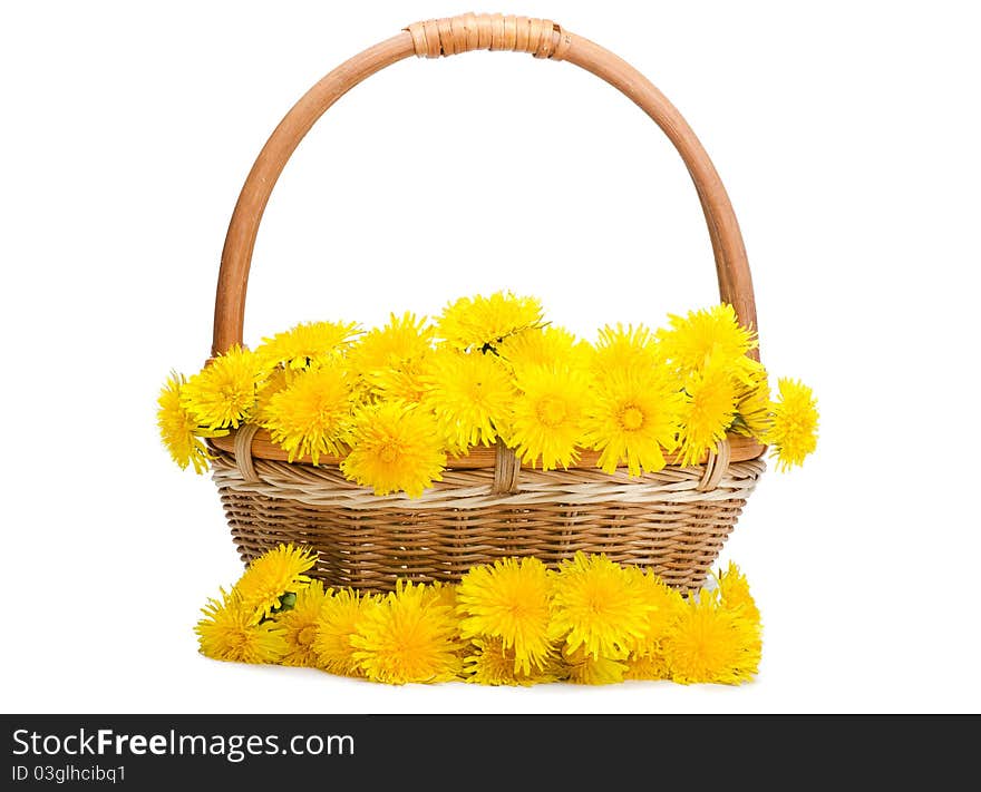 Yellow dandelion in basket