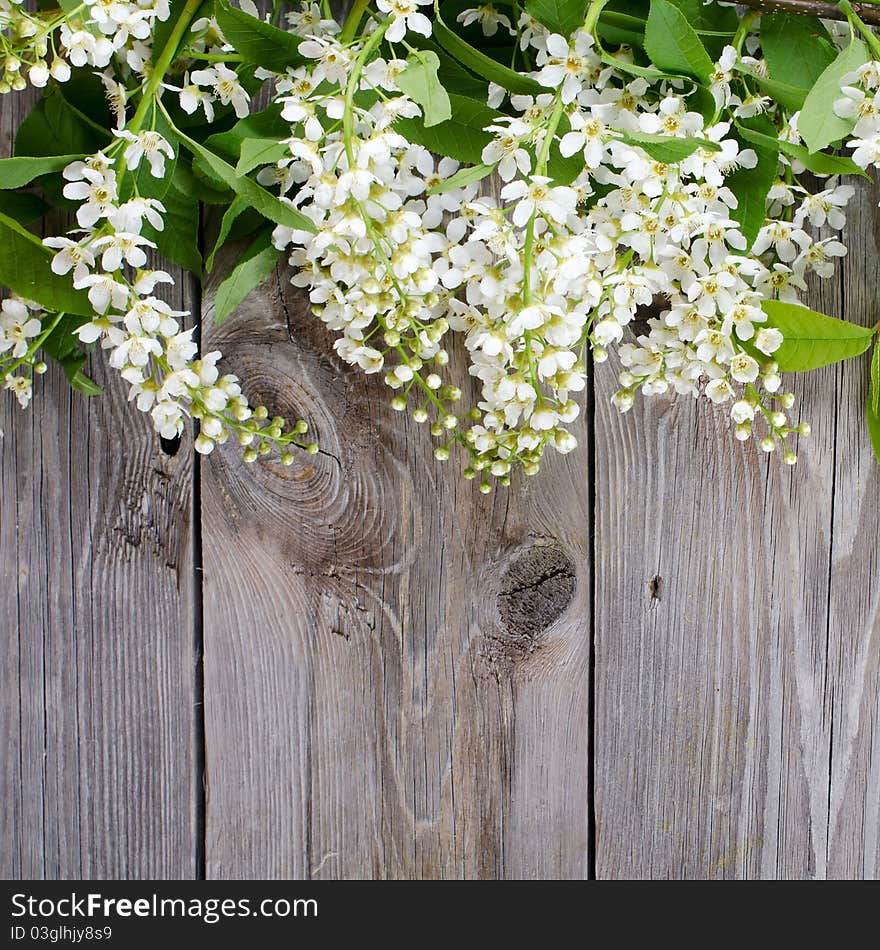 Bird cherry branch on a wooden surface