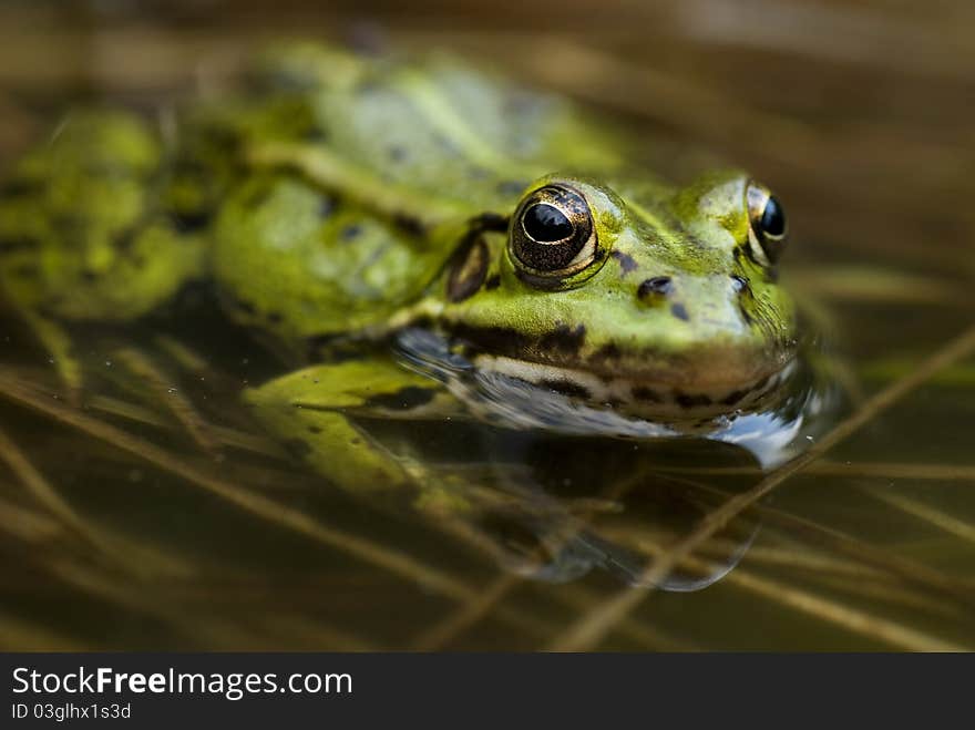 Green frog in the water with bulging eyes