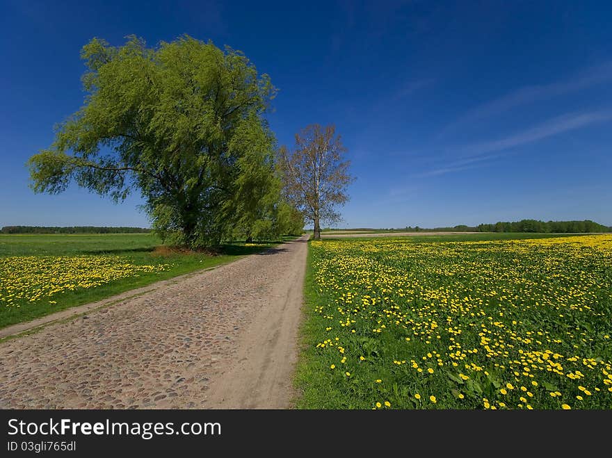 Spring Landscape