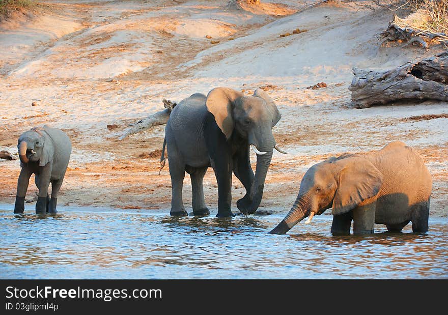 Large herd of African elephants (Loxodonta Africana) drinking from the river in Botswana