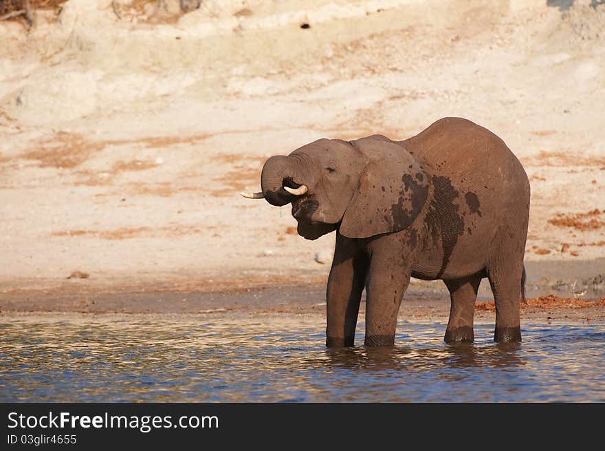 Large African elephant (Loxodonta Africana) standing in the river in Botswana