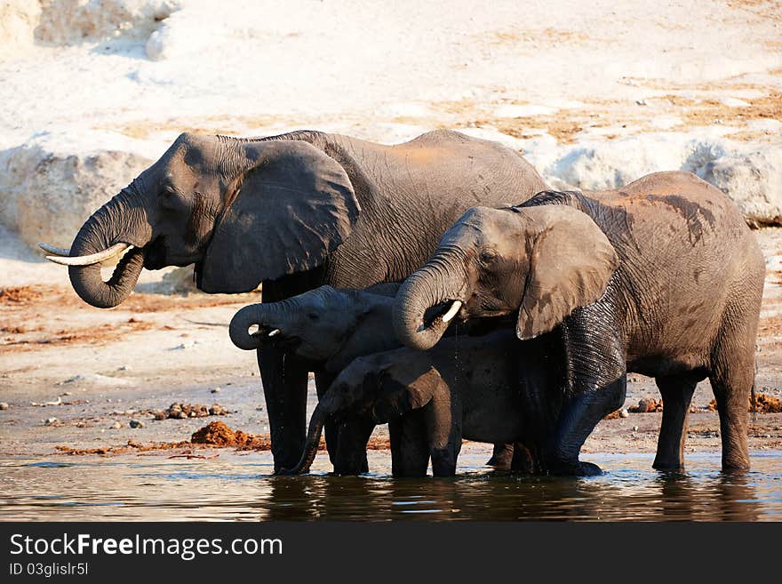 Large herd of African elephants (Loxodonta Africana) drinking from the river in Botswana