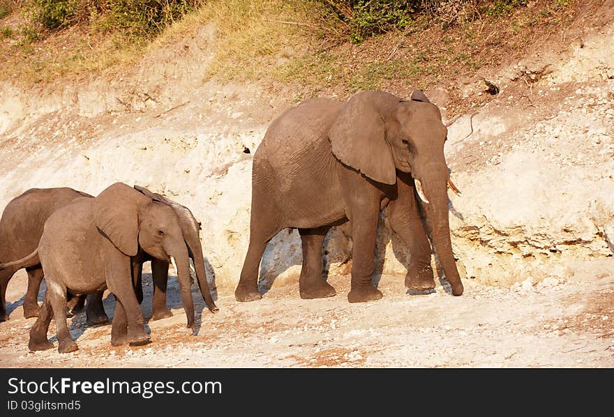 Large herd of African elephants