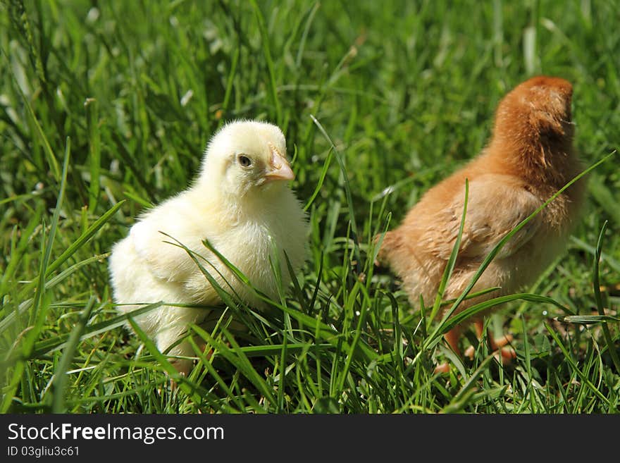 Cute baby chickens on grass. Cute baby chickens on grass