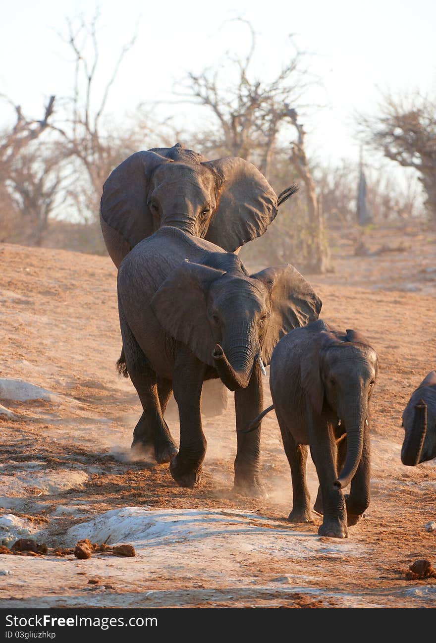 Herd of Large African elephants (Loxodonta Africana) in savanna in Botswana. Herd of Large African elephants (Loxodonta Africana) in savanna in Botswana