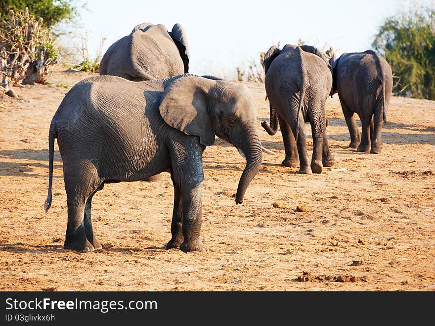 Large herd of African elephants (Loxodonta Africana) in Botswana